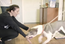 Neglected Pit Bull’s About To Step Inside A House For The Very First Time