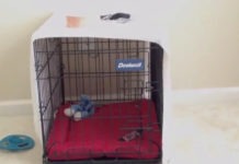 Dad Calls For His Dog, And The Fact He Knew She Was In The Crate Is Beyond Me