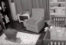 Dog Enters Toddler’s Room At Night To Help Put Fussy Child Back To Sleep