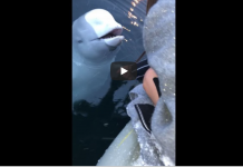 Woman Accidentally Drops Phone In Sea, But A Friendly Whale Returns It To Her