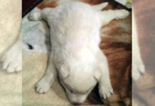 An All-White Siberian Husky Pup Was Scheduled For Euthanasia At Birth