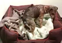 Dog Pulled From A Life Of Neglect Is Shown A Bed For The First Time