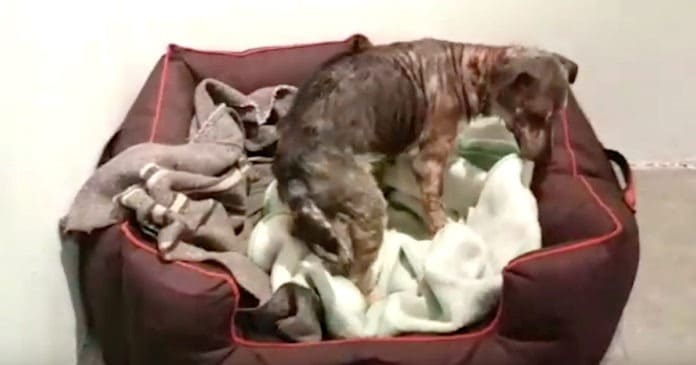 angel-sidewalk-specials