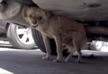 Stray Puts Up A Fight, But That Quickly Changes Once In The Lap Of Her Rescuer