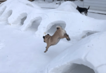 Man Creates Elaborate Backyard Snow Tunnels For His Three Dogs