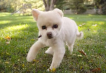 He Didn’t Always Walk This Way, But His Humans Beat Him When He Peed On The Floor