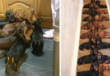 Man Wins Bet With Friend Getting All 16 Dachshunds To ‘Sit Pretty’ On Steps