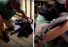 Sick, Injured Stray Wanders Up To A House In The Middle Of Nowhere