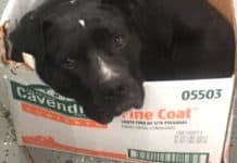 Homeless Dog Sleeps In A Cardboard Box Because It’s The Only Way He Feels Safe