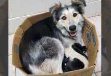 Dog Found Abandoned And Sealed In A Box Along With Her 9 Puppies