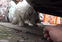 Dog Wondering Whether Or Not To Trust Rescuers Just Wants To See Owners Again