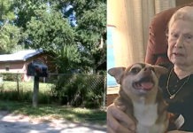 Chihuahua Comes To The Rescue Of Owner Who Lay Helpless For 5 Hours In The Heat