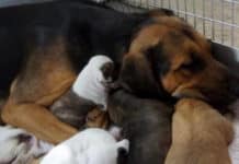 Woman Saves Mama Dog From Euthanasia And Comes Up With Another Life-Saving Idea