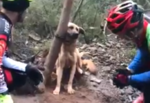 Cyclists Stop To Save Dog Found Tied Tightly To A Tree In The Forest