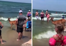 Deer Comes Out Of The Woods To Enjoy A Day At The Beach