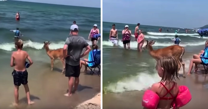 deer-at-beach