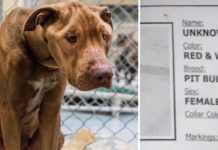 ‘Unknown’ Pit Bull Sat Alone In The Shelter — Until 10 Words Changed Her Life