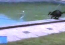 Dog Doesn’t Want To Get In Water To Fetch Ball, That’s When His Intuition Kicks In