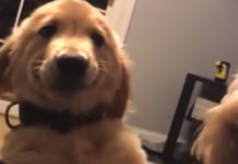 Dog Hilariously Deals With Puppy Sibling Who Keeps Barking In His Face