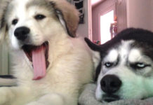 Older Dog Gets A New Puppy Sister, And He’s Clearly Less Than Thrilled