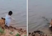 Dog Saves Girl Trying To Retrieve Ball, Goes Into Water To Get It Himself