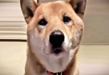 Mom Tells Her Loud Dog To Bark Softer, And He Does In The Funniest Way