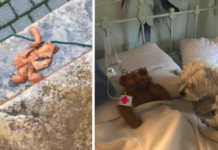 Dogs Leave Their Toy Out In The Rain, Dad Stops At Nothing To Save It