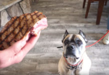 Homeless Dog Gets To Choose His First Real, Home-Cooked Meal