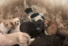 Slaughterhouse In China Raided Saving 22 Dogs From A Nightmare Come To Life