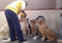 Dogs Show Off Table Manners As Dad Hands Out Their Food Bowls