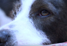 Dog Found Lying Next To Owner Who’d Passed Away 6 Weeks Ago