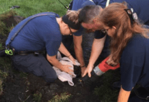 Family Dog Had Been Missing For A Week When They Heard Barking Under The Ground