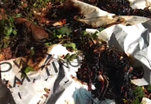 Residents Find Eight Puppies Covered In Tar And Unable To Move