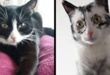 Woman Rescues Cat, And It Changes Colors Right In Front Of Her Eyes