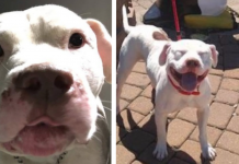 Dog Can’t Stop Smiling In New Home With Someone Who Would Never Abandon Him