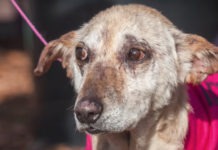 Old Dog Dumped At Vet To Be Put Down, But Vet Makes A Different Call