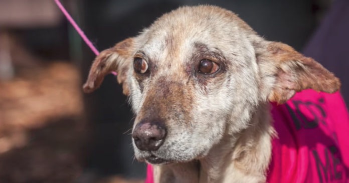 emu-sidewalk-specials