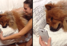 Dog FaceTimes Mom And Makes Convincing Plea For Her To Come Home