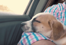 Dad Makes Adopting A Puppy An Event The Family Will Never Forget