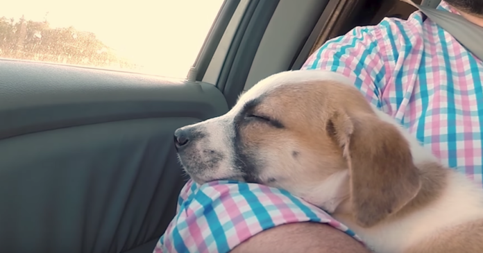 family-puppy-adoption