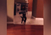 Mom Throws Ball For Dog, And He Comes Back With Something Else Entirely