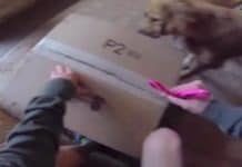 Dad Opens Box For Pup’s First Ever Dog Bed, And Harper Can’t Wait