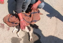 Rescuers Think Puppy’s Taking His Final Breaths, Then Watch A Flower Unfold