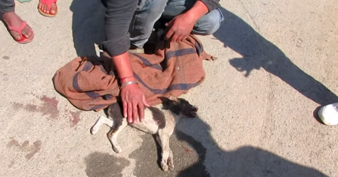 flower-unfold-puffin