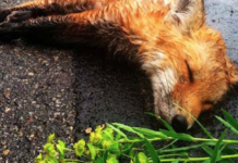 Man Stops To Be With Dying Fox In The Road, Returns Later To A Miracle