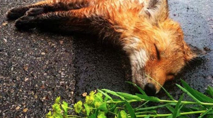 fox-in-road
