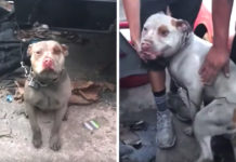 Dog Tied Up On Short, Heavy Chain Was Meant To Guard The Junkyard