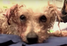 Dog Was Stabbed 19 Times, But Her Life Was About To Take A Drastic Turn