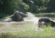 Two Freed Elephants Celebrate By Splashing Around In The Water For The First Time