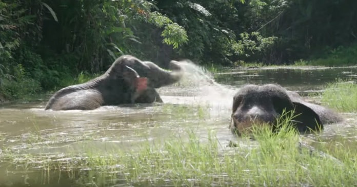 freed-elephants-splash